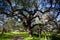 Idyllic Alentejo landscape with cork oak trees in vast fields.