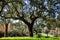 Idyllic Alentejo landscape with cork oak trees in vast fields.