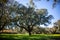 Idyllic Alentejo landscape with cork oak trees in vast fields.