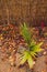 Idyllic autumn backyard with lots of golden and red fallen leaves and beautiful plants with flowers, cosy fall vibes