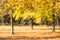 Idyllic Autumn trees out of focus, natural bokeh background