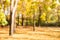 Idyllic Autumn trees out of focus, natural bokeh background