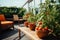 Idyllic Balcony Garden with Tomato Plants and comfortable seating area