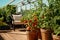 Idyllic Balcony Garden with Tomato Plants and comfortable seating area