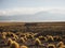 Idyllic basic shed brick stone house in Jarava Ichu Paja Brava grass shrub Puna grassland andean vegetation in Bolivia