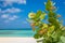 Idyllic beach in Aruba with Tropical tree, Dutch Antilles