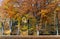 Idyllic beech forest in intense fall colors in late autumn as nature background