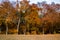 Idyllic beech forest in intense fall colors in late autumn as nature background