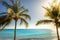 Idyllic caribbean beach with palm tree at sunset in Aruba, Dutch Antilles