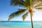 Idyllic caribbean beach with palm tree at sunset in Aruba, Dutch Antilles