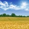 Idyllic cornfield landscape