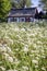 Idyllic country cottage