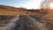 Idyllic country trail across a dry hay meadow and an overjoyed old dog fast running towards camera, slow motion effect. Beautiful