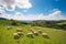 Idyllic countryside landscape with a herd of grazing sheep on a lush green pasture under a vibrant blue sky