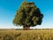 Idyllic countryside scene with a tall tree standing in a vast wheat field