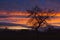 An idyllic countryside sunset with a tree - wider angle