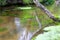 Idyllic creek with curved trees over the river for hiking-tours and canoe trips in a protected landscape on a calm river