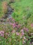 Idyllic creek with Indian spring-herb on the shore