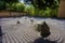 Idyllic day at springtime!  Stone `dry`   garden  - part of Japanese garden