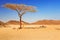 Idyllic desert scenery with single tree