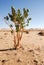 Idyllic desert scenery with single tree, Libya