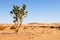 Idyllic desert scenery with single tree, Libya