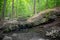 Idyllic enchanted green forest with waterfall over rock formation.