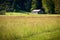 Idyllic farm house and wild flower meadow in morning