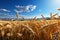 An idyllic farming concept unfolds in a golden cereal field, abundant with wheat