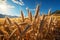 An idyllic farming concept unfolds in a golden cereal field, abundant with wheat