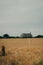 Idyllic field of golden wheat dotted with traditional homes in the background