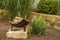 Idyllic fireplace with metal fire bowl in the garden with ornamental grass