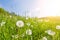 Idyllic flower meadow with blowball flowers, scenic sunbeams and lens flare