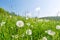 Idyllic flower meadow with blowball flowers in the summer