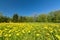 Idyllic flower meadow with dandelions at the edge of the forest