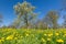 Idyllic flower meadow with yellow dandelions and trees in a park in spring