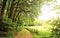 Idyllic footpath through fields