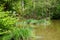 Idyllic forest lake with a grass island and cloudy water  2