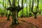 Idyllic forest landscape with mossy beech trees.