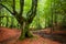 Idyllic forest landscape with mossy beech trees.