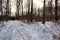 Idyllic forest landscape with snow and a puddle in the sun