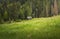 Idyllic freshness, spring scene in the Carpathians. Little wooden house between a greening meadow and coniferous forest.