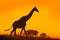 Idyllic giraffe silhouette with evening orange sunset light, Botswana, Africa. Animal in the nature habitat, with trees.