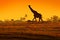 Idyllic giraffe silhouette with evening orange sunset light, Botswana, Africa. Animal in the nature habitat, with trees.