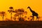 Idyllic giraffe silhouette with evening orange sunset and trees, Botswana, Africa
