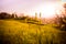 Idyllic golden landscape evening scenery: Summer meadow, sundown