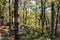 Idyllic hiking trail through fir forest from Sveti Stefan to Goli Vrh, Montenegro, Balkan, Europe. Mystical light shining