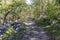 Idyllic hiking trail through fir forest from Sveti Stefan to Goli Vrh, Montenegro, Balkan, Europe. Mystical light shining