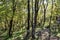 Idyllic hiking trail through fir forest from Sveti Stefan to Goli Vrh, Montenegro, Balkan, Europe. Mystical light shining