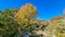 Idyllic hiking trail through fir forest from Sveti Stefan to Goli Vrh, Montenegro, Balkan, Europe. Mystical light shining